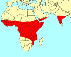 Distribution_of_Ficus_exasperata