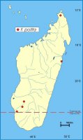 Madagascan_Distribution_of_Ficus_polita_polita