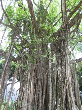 FicusProlixa(PacificBanyan)@NukuHiva_Marquesas 12-01-05