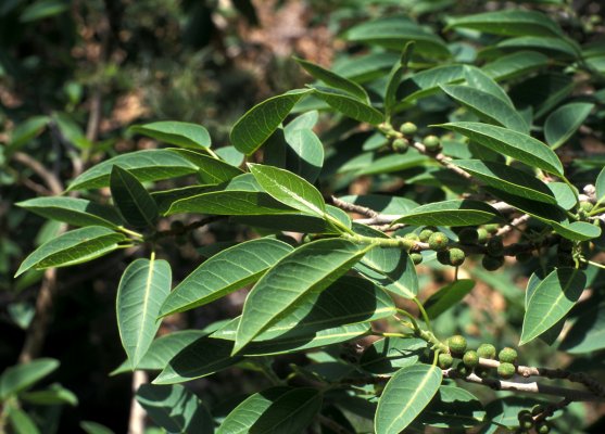Ficus cordata cordata