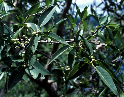 Ficus_salicifolia