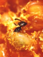 Ceratosolen_capensis_emerging_from_gall