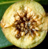 Ficus_thonningii_wasps_emerging