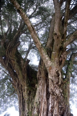 Ficus craterostoma © Simon van Noort