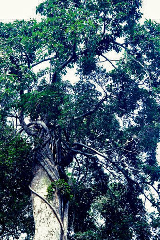 Ficus_elasticoides_ENC2693_Gabon