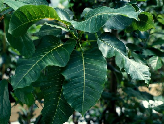 Ficus fischeri