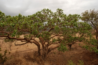 Ficus glumosa Simon van Noort