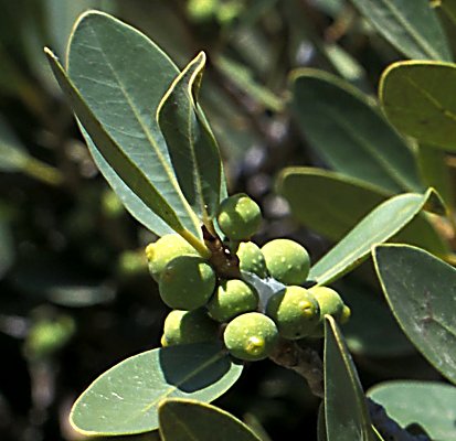Ficus ilicina