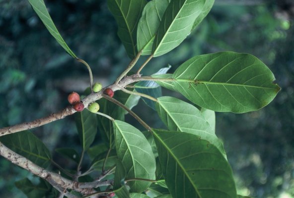 Ficus lutea - FigWeb