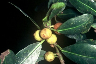 Ficus_natalensis_natalensis