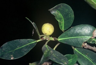 Ficus_natalensis_natalensis
