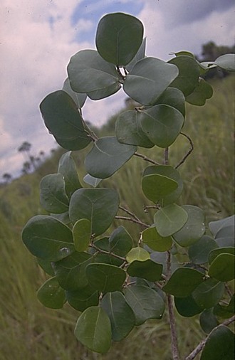 Ficus_natalensis_leprieurii