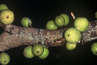 Ficus_ottoniifolia_ulugurensis