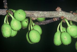 Ficus_ottoniifolia_ulugurensis