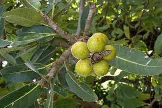 Ficus ovata Simon van Noort