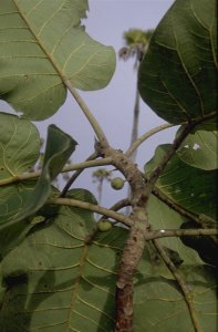 Ficus_platyphylla