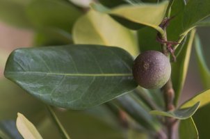 Ficus_scott-elliotii