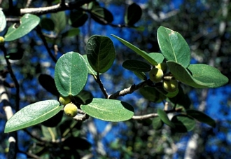 Ficus stuhlmannii