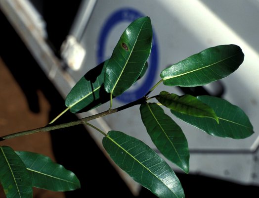 Ficus tremula acuta