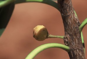 Ficus_usambarensis