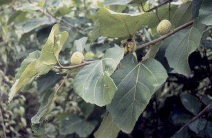 Ficus_vallis-choudae
