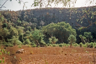 92.05.18 habitat of Ficus grevei Fiherenana valley tributary Zachariades