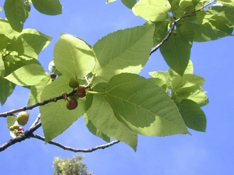 Ficus_lateriflora_Finn_Kjellberg