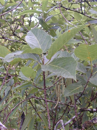 Ficus_lateriflora_Finn_Kjellberg
