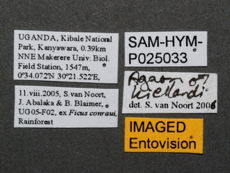 Agaon_kiellandi_male_SAM-HYM-P025033_labels