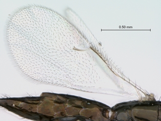 Sycoecus_taylori_female_P025035_fore_wing