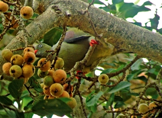 Green pigeon in Ficus sycomorus Duncan Butchart