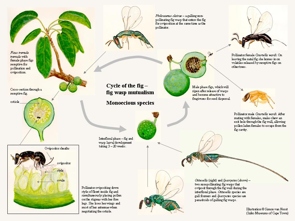 Cicada Life Cycle, Lifecycle of Cicada,.