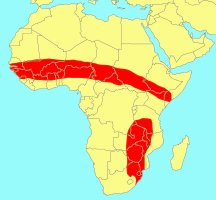 Distribution_of_Ficus_abutilifolia