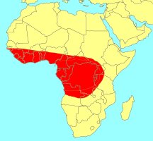 Distribution_of_Ficus_asperifolia