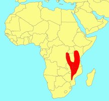 Distribution_of_Ficus_chirindensis