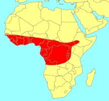 Ficus mucuso Distribution
