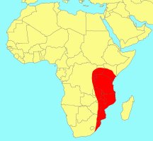 Distribution_of_Ficus_natalensis_natalensis