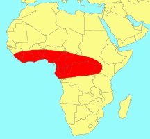 Distribution_of_Ficus_ottoniifolia_ottoniifolia