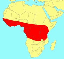 Distribution_of_Ficus_ovata