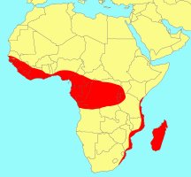 Distribution_of_Ficus_polita_polita