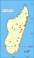Ficus politoria Distribution
