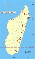 Ficus polyphlebia Distribution