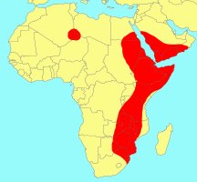 Distribution_of_Ficus_salicifolia 