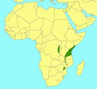 Distribution_of_Ficus_scassellatii_scassellatii
