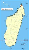Ficus sycomorus Madagascan Distribution
