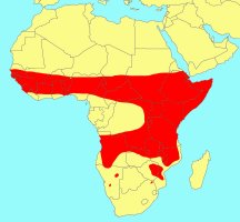 Distribution_of_Ficus_sycomorus_gnaphalocarpa
