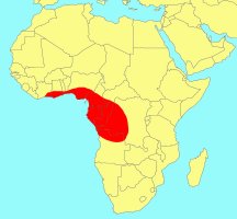 ../../../Distribution_of_Ficus_tremula_kimuenzensis