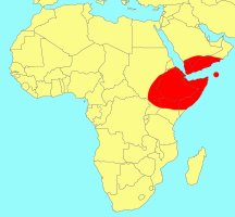 Distribution_of_Ficus_vasta
