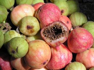 Ficus_racemosa_@_KakaduNT_GregCalvert