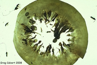 FicusRacemosa&wasps_GregCalvert_330.jpg